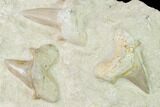 Fossil Mackerel Shark (Otodus) Teeth - Remounted On Rock #138510-1